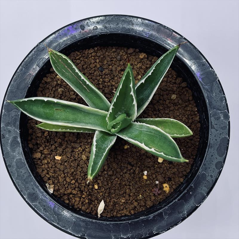 多肉植物：アガベ ポタトルム キュービック錦 覆輪*幅8cm 現品！一品