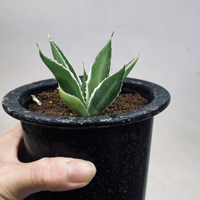 多肉植物：アガベ ポタトルム キュービック錦 覆輪*幅8cm 現品！一品
