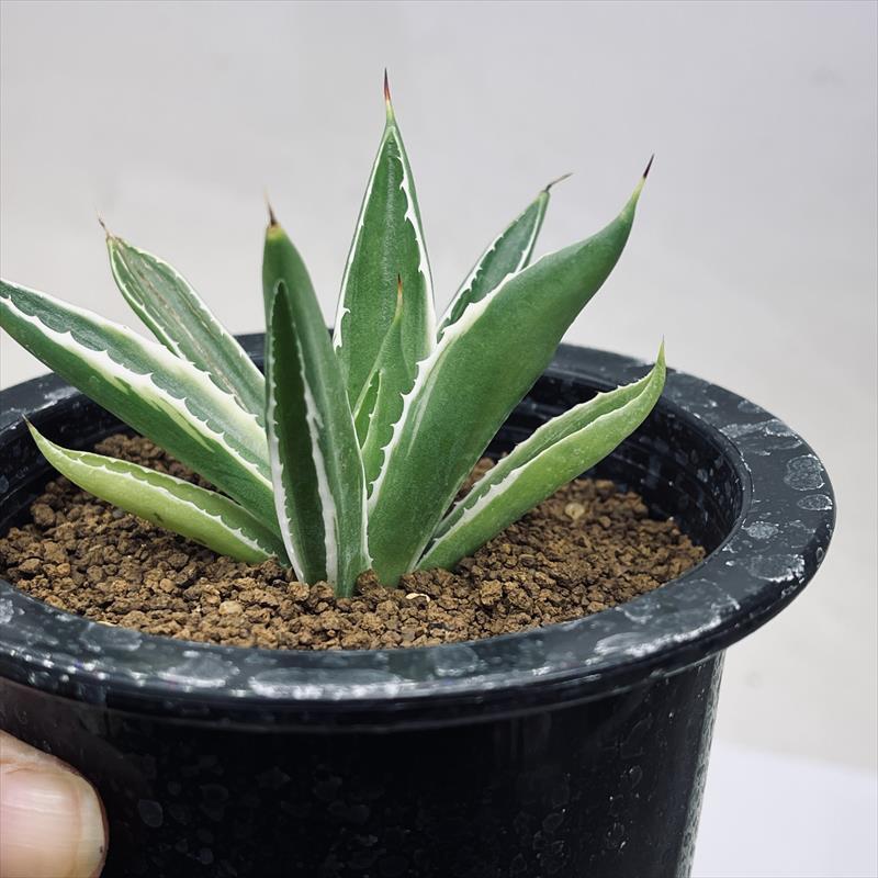 多肉植物：アガベ ポタトルム キュービック錦 覆輪*幅8cm 現品！一品
