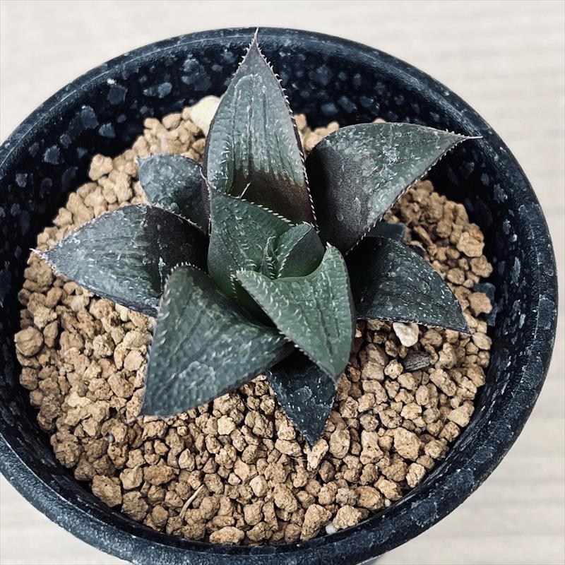 多肉植物：ハオルチア 江隅氏マグニフィカ*幅5cm : 遊恵盆栽 Yahoo