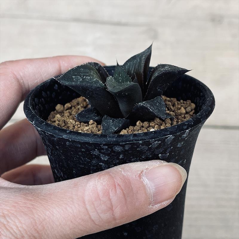 多肉植物：ハオルチア 江隅氏マグニフィカ*幅5cm : 遊恵盆栽 Yahoo