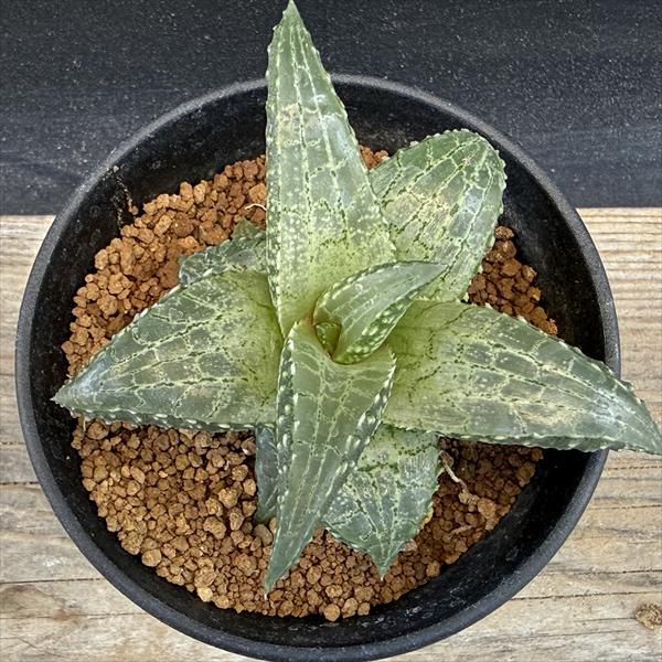 多肉植物：ハオルチア 大型竜鱗*幅8cm 現品！一品限り : 遊恵盆栽