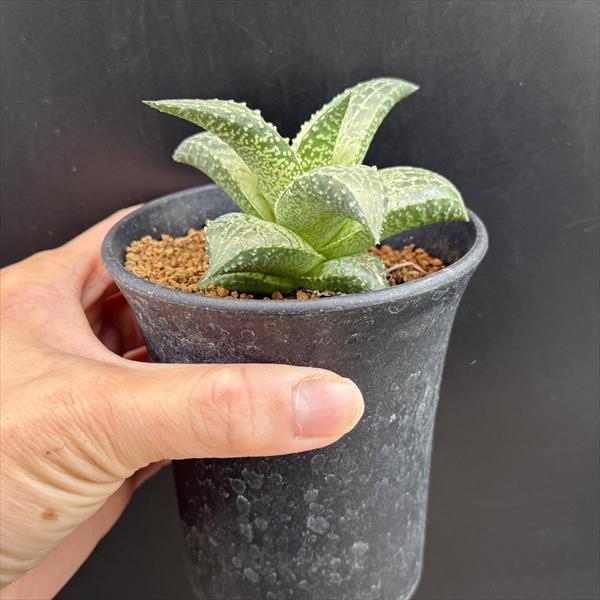 多肉植物：ハオルチア 大型竜鱗*幅8cm 現品！一品限り : 遊恵盆栽