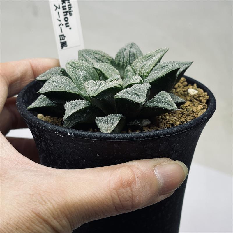 多肉植物 ハオルチア   セール 1株 500円 送料200円 早い者勝ち 3 楽天市場】多肉植物：ハオルチア 若緑*S 幅4.5cm : 遊恵盆栽 楽天市場店