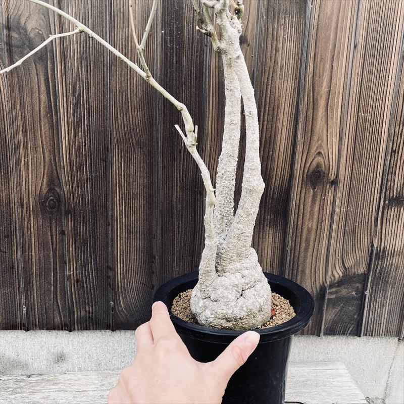 コーデックス：アデニア エピゲア*塊根幅9.5cm 現品！一品限り