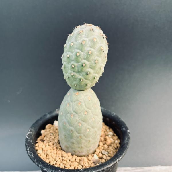 サボテン：テフロカクタス ゲオメトリクス 自根*幅4cm 現品！一品