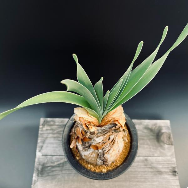 【特別価格】 ブーファン ディスティチャ ディスティカ 大株 コーデックス 特別価格】 ブーファン ディスティチャ ディスティカ 大株