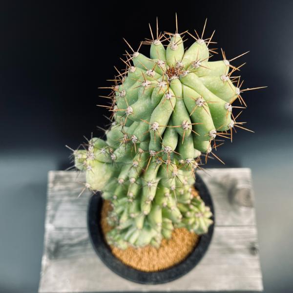 サボテン：セレウス 岩石獅子*幅14cm 現品！一品限り : 遊恵盆栽