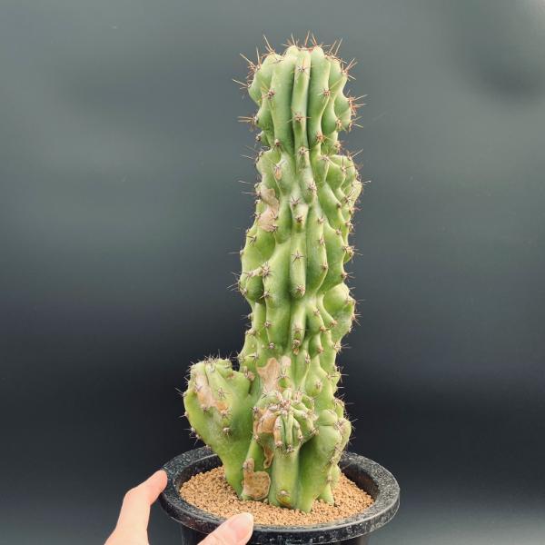 サボテン：セレウス 岩石獅子*幅14cm 現品！一品限り : 遊恵盆栽