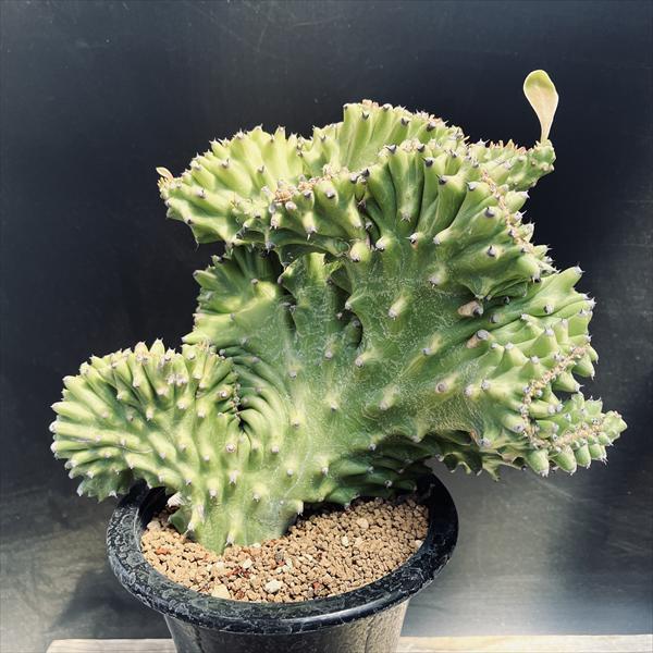 ユーフォルビア ラクテア 魔界麒麟錦綴化 多肉盆栽 10年物 多肉植物：ユーフォルビア キリン閣綴化錦*幅24cm 現品！一品限り