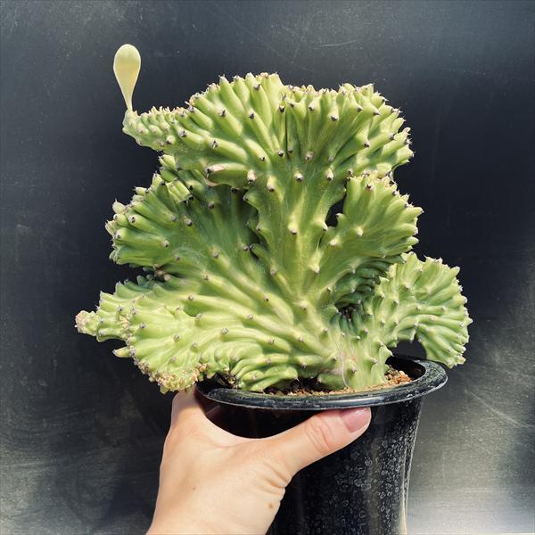 多肉植物：ユーフォルビア キリン閣綴化錦*幅24cm 現品！一品限り