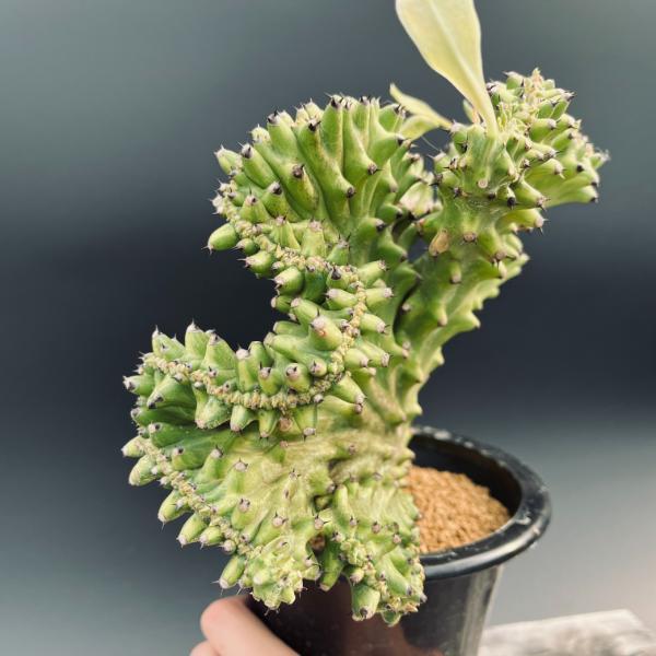 多肉植物：ユーフォルビア キリン閣綴化錦*幅24cm 現品！一品限り