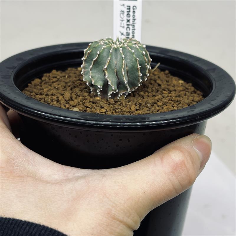 サボテン：ゲオヒントニア メキシカーナ 実生*幅3cm 現品！一品限り