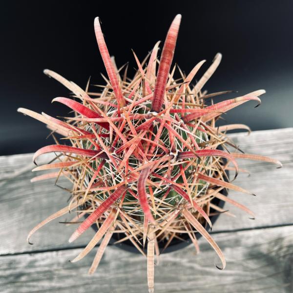 サボテン：フェロカクタス 柿崎氏刈穂玉×神仙玉*幅9cm 現品！一品