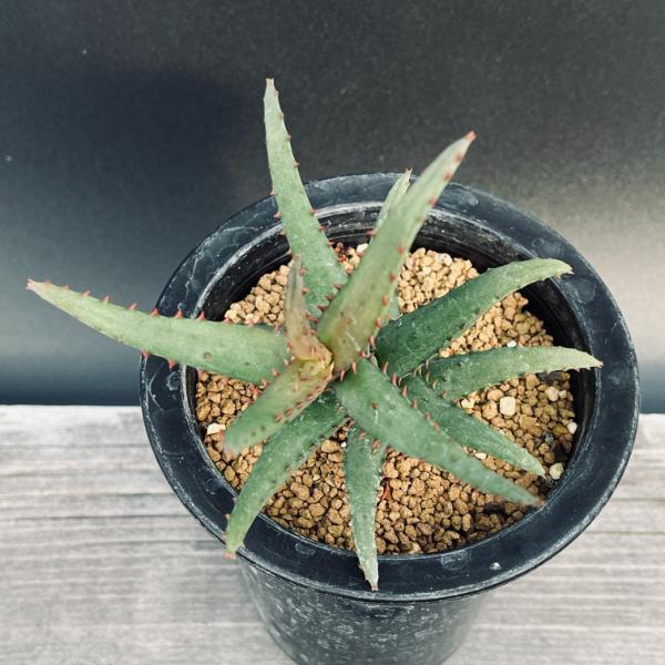 多肉植物：アロエ カスティロニアエ*幅10cm 現品！一品限り