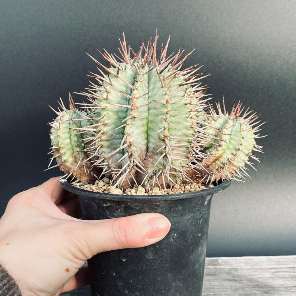 ☆特価☆多肉植物：ユーフォルビア ホリダ*幅14cm 現品！一品限り
