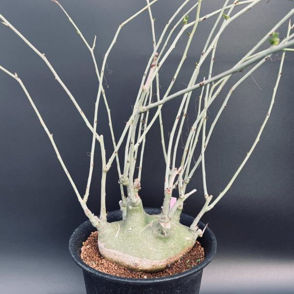 アデニア グラウカ 美株 塊根植物 コーデックス 特価！コーデックス：アデニア グラウカ×スピノーサ*塊根幅16cm 現品