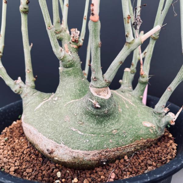 アデニア フルチコーサ2 スピノーサ グラウカ アデニア フルチコーサ2 スピノーサ グラウカ アデニア