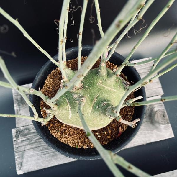 アデニア フルチコーサ2 スピノーサ グラウカ アデニア フルチコーサ2 スピノーサ グラウカ - メルカリ