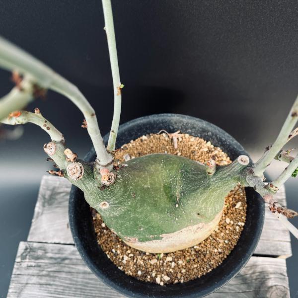 アデニア フルチコーサ2 スピノーサ グラウカ アデニア フルチコーサ2 スピノーサ グラウカ - メルカリ