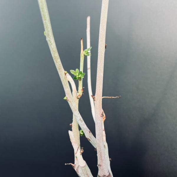 特価！コーデックス：アデニア グラウカ×スピノーサ*塊根幅14cm 現品