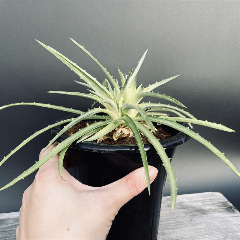 多肉植物　ディッキア　30株ちょっとセット ディッキアの育て方｜植物図鑑｜HanaPrime（ハナプライム）