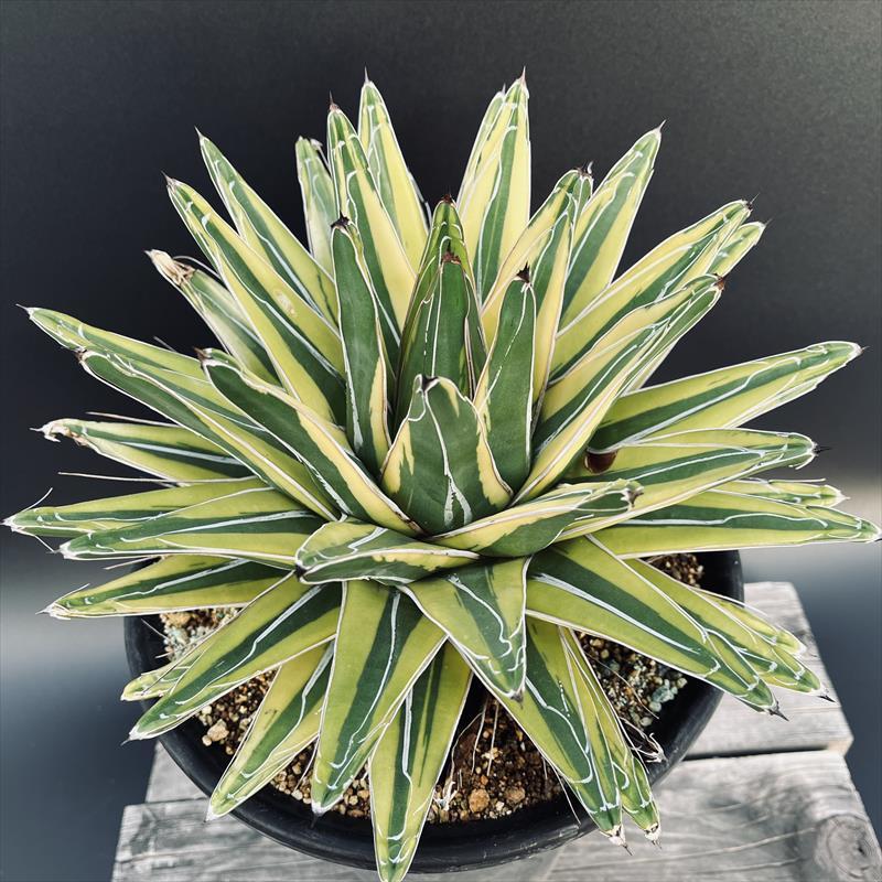 多肉植物：アガベ 笹の雪錦 覆輪*幅28cm 現品！一品限り