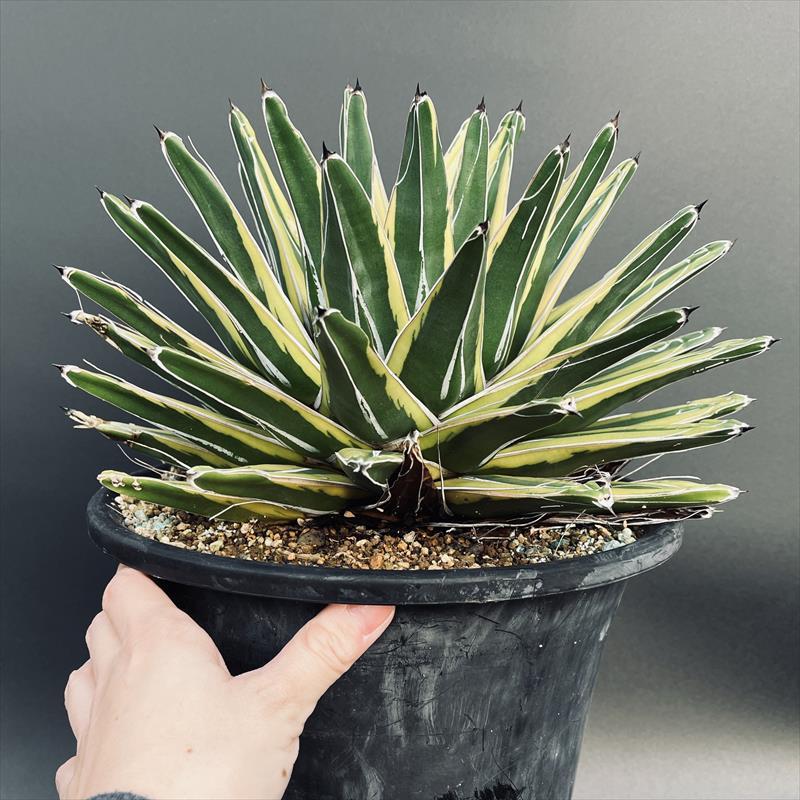 多肉植物：アガベ 笹の雪錦 覆輪*幅28cm 現品！一品限り : 遊恵盆栽