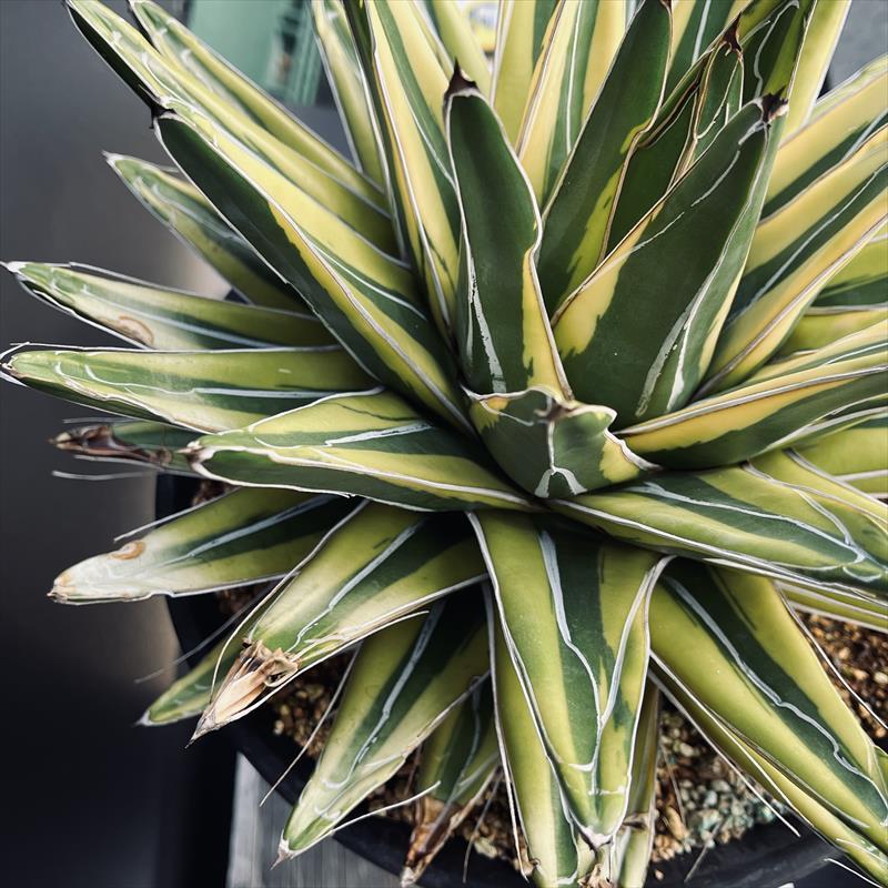 多肉植物：アガベ 笹の雪錦 覆輪*幅28cm 現品！一品限り : 遊恵盆栽