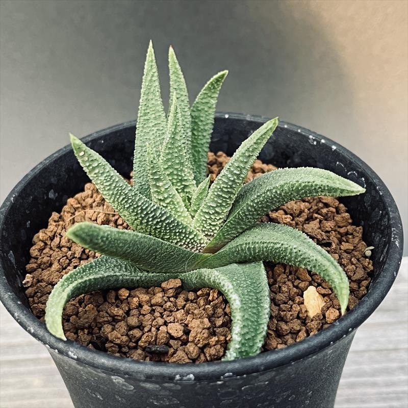 多肉植物：ハオルチア スカブラ ツベルクラータ*幅8cm 現品！一品