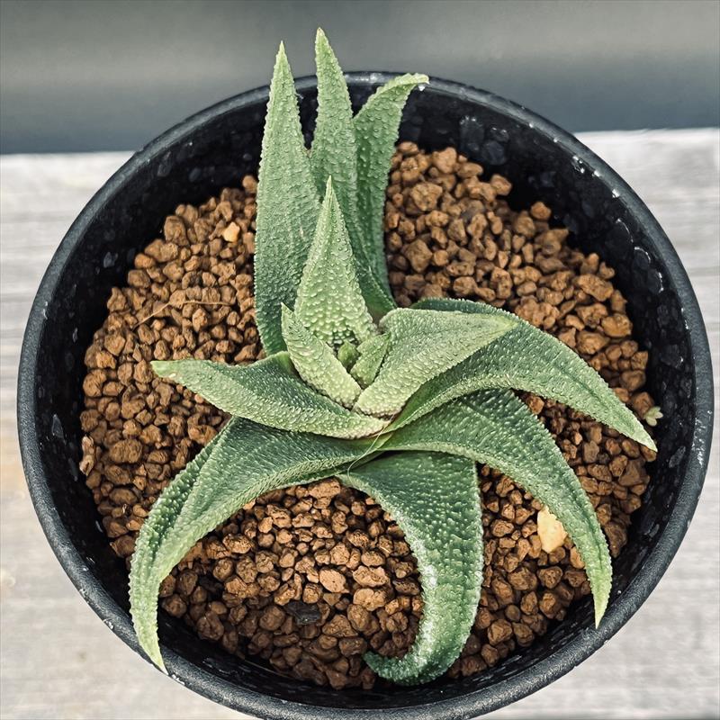 多肉植物：ハオルチア スカブラ ツベルクラータ*幅8cm 現品！一品限り : 遊恵盆栽 Yahoo!店 - 通販 - Yahoo!ショッピング