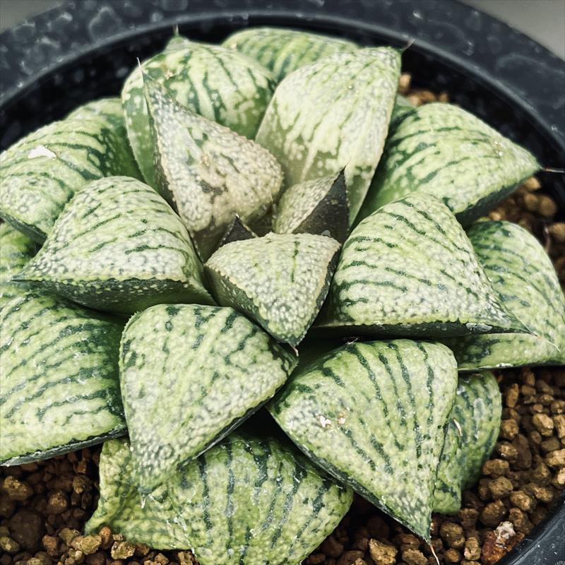 多肉植物：ハオルチア 関西系モザイクピクタ*幅7.5cm 現品！一品限り
