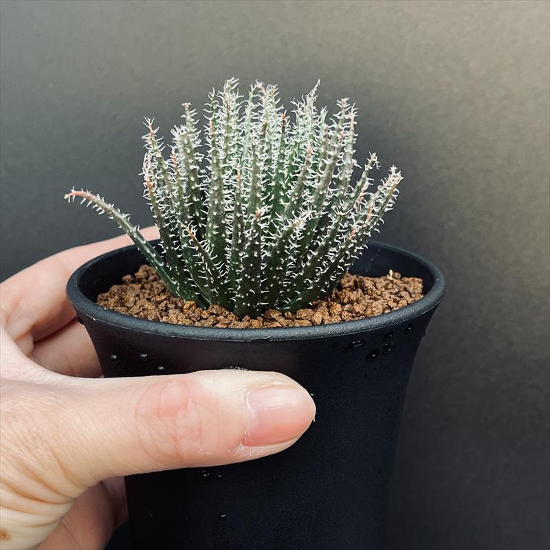 多肉植物：アロエ ハオルチオイデス*M 幅7cm : 遊恵盆栽 Yahoo!店