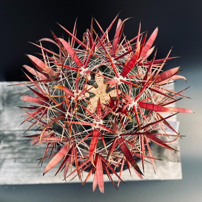 サボテン：フェロカクタス 神仙玉*幅12cm 現品！一品限り : 遊恵盆栽