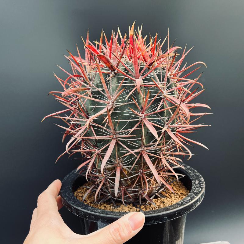 サボテン　フェロカクタス　【神仙玉】20㎝オーバー サボテン フェロカクタス 【神仙玉】20㎝オーバー サボテン