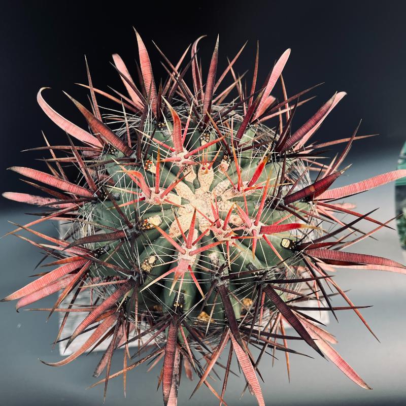 フェロカクタス　偉冠竜 サボテン：フェロカクタス 偉冠竜*幅16cm 現品！一品限り