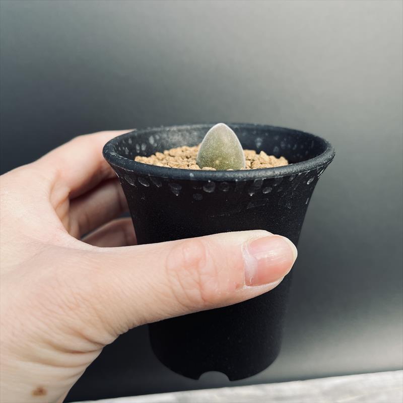 多肉植物:ムイリア ホルテンセ 宝輝玉*幅1.5cm : 遊恵盆栽 多肉植物:ムイリア ホルテンセ 宝輝玉*幅1.5cm : 遊恵盆栽