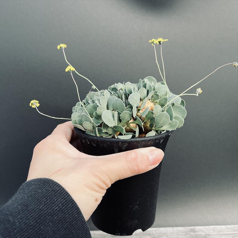 コーデックス：オトンナ カカリオイデス*葉幅11cm 現品！一品限り