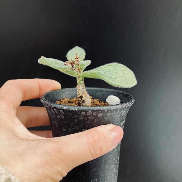 コーデックス：チレコドン ノルティ*葉幅7cm 現品！一品限り : 遊恵
