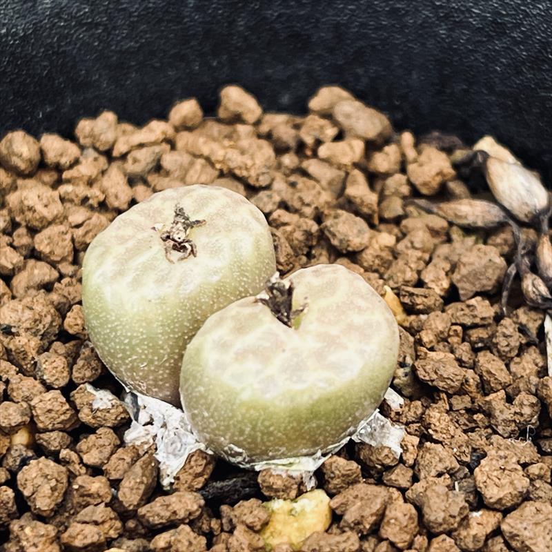 多肉植物：コノフィツム アンゲリカエ テトラゴナム*全幅2cm 現品