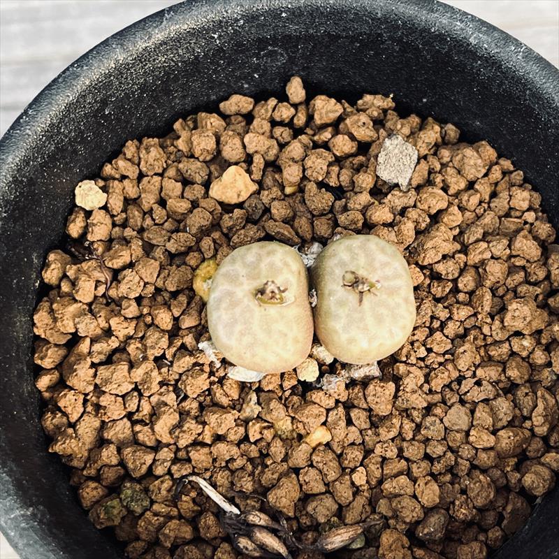 多肉植物：コノフィツム アンゲリカエ テトラゴナム*全幅2cm 現品