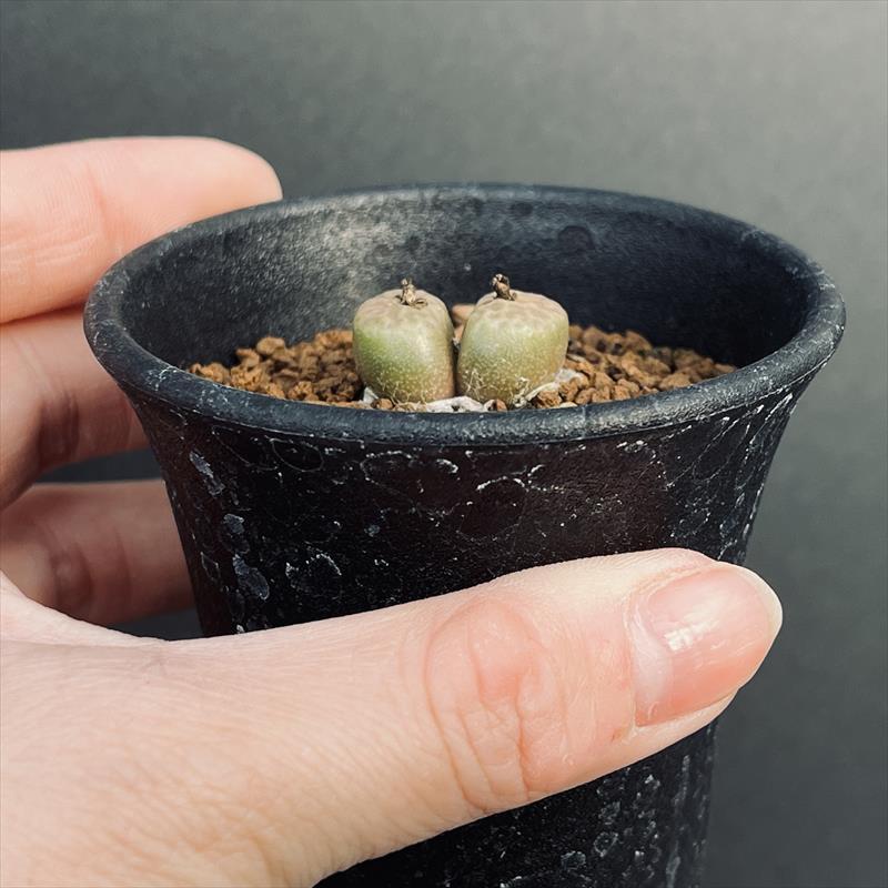 多肉植物：コノフィツム アンゲリカエ テトラゴナム*全幅2cm 現品