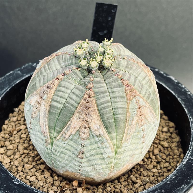 多肉植物：ユーフォルビア シンメトリカ*幅7cm 現品！一品限り