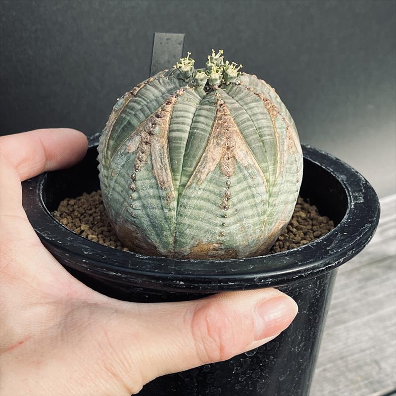 多肉植物：ユーフォルビア シンメトリカ*幅7cm 現品！一品限り