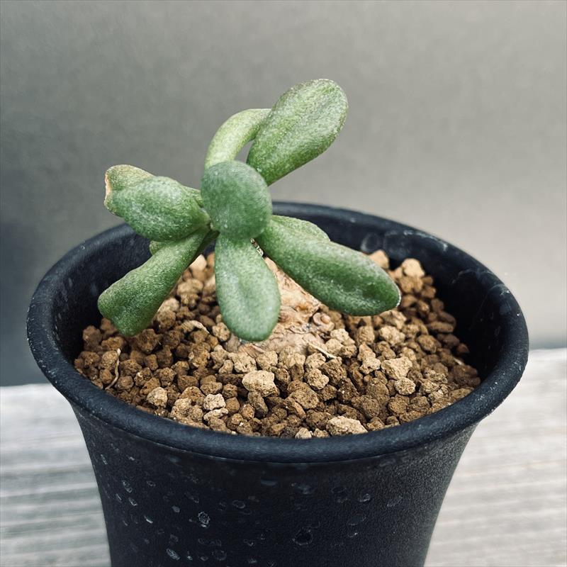 コーデックス：チレコドン スルフレウス*葉幅4cm 現品！一品限り