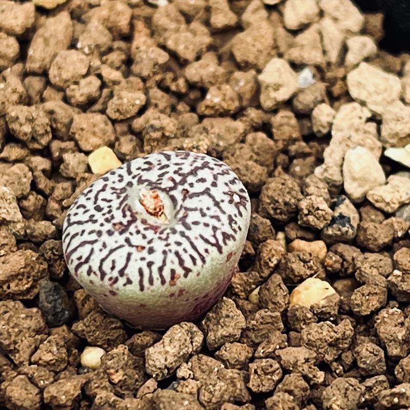 多肉植物：コノフィツム 美紋ウィッテベルゲンセ*全幅1.2cm 現品