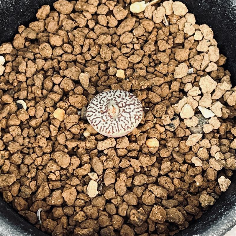 多肉植物：コノフィツム 美紋ウィッテベルゲンセ*全幅1.2cm 現品