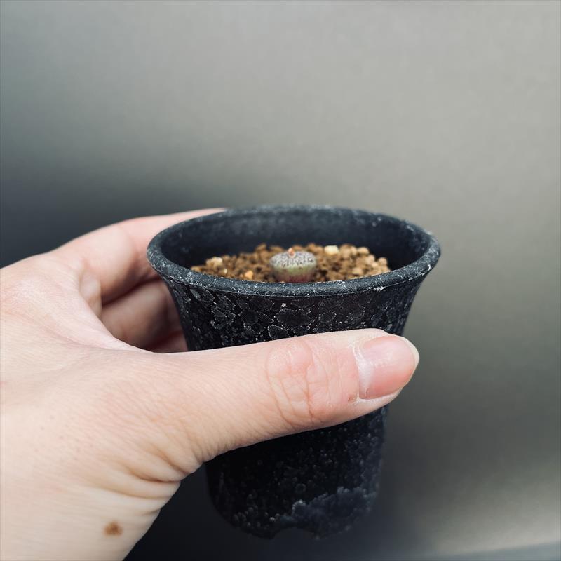 多肉植物：コノフィツム 美紋ウィッテベルゲンセ*全幅1.2cm 現品