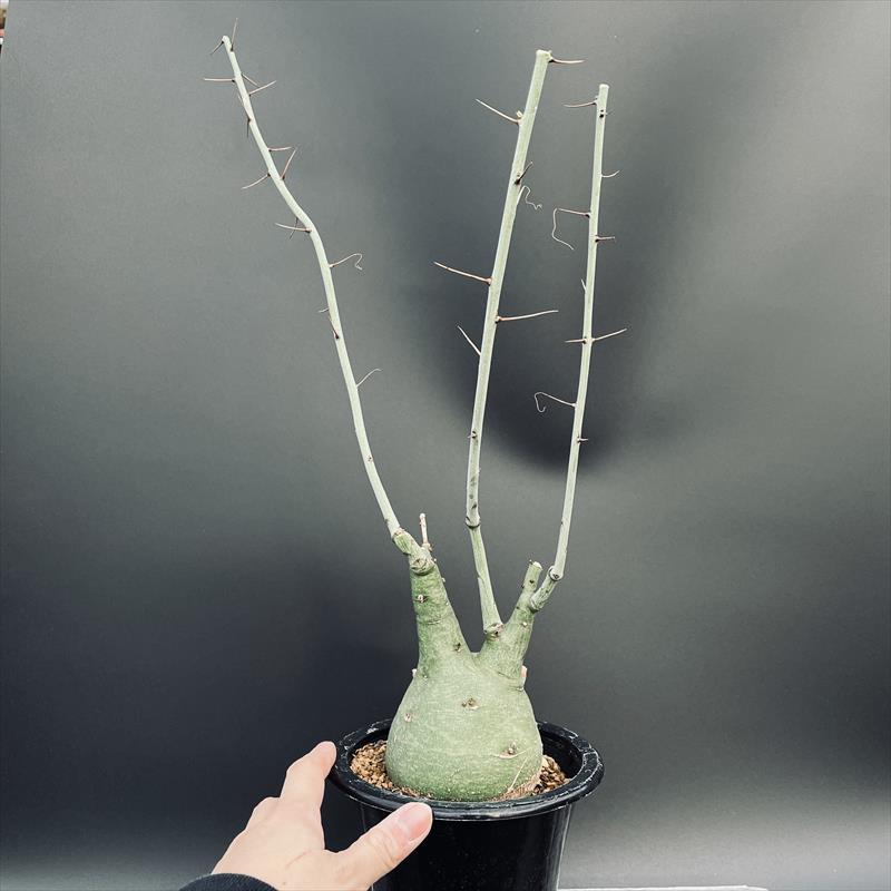 コーデックス：アデニア スピノーサ 実生*塊根幅9cm 現品！一品限り