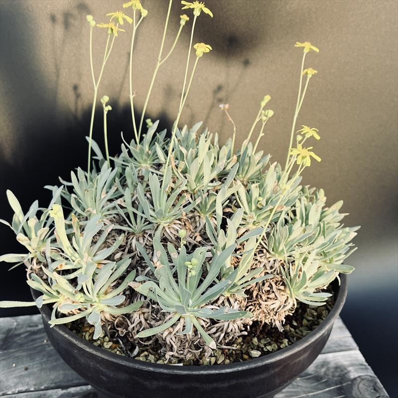 コーデックス：オトンナ レトロルサ*葉幅30cm 現品！一品限り : 遊恵